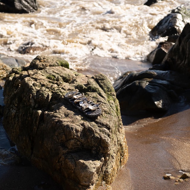 Plateau à huîtres La Demie Douzaine en coquillages revalorisés – Image 14