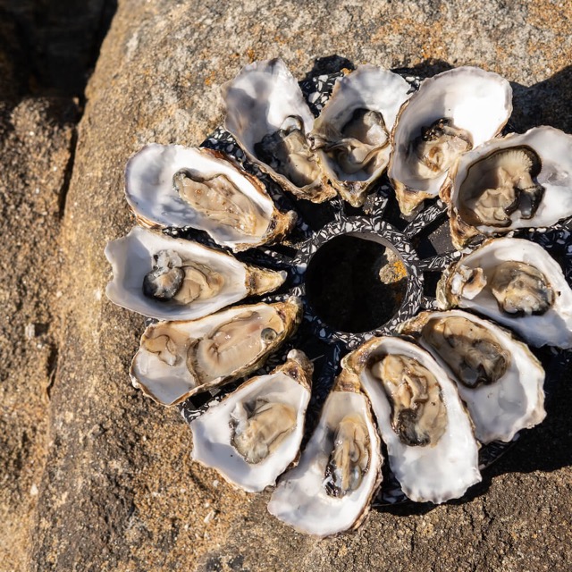 Plateau à huîtres La Douzaine en coquillages revalorisés – Image 16
